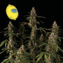 Larry Lemon OG Auto (Seedsman)