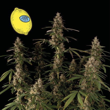 Larry Lemon OG Auto (Seedsman) Cannabis Samen von Seedsman
