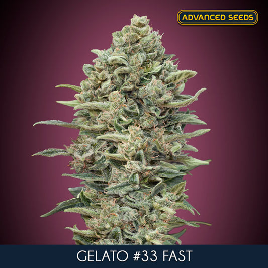 Gelato #33 Fast (Advanced Seeds) feminisiert Cannabis Samen von Advanced Seeds