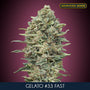 Gelato #33 Fast (Advanced Seeds) feminisiert