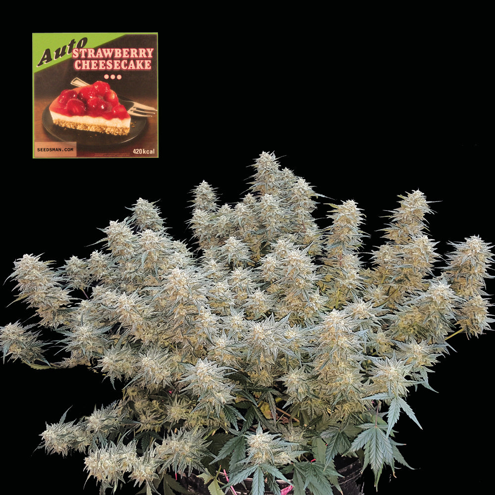 Strawberry Cheesecake Auto (Seedsman) Cannabis Samen von Seedsman