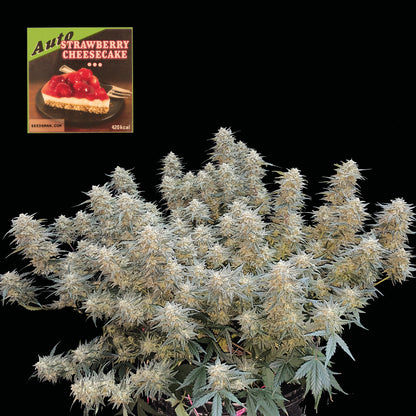 Strawberry Cheesecake Auto (Seedsman) Cannabis Samen von Seedsman