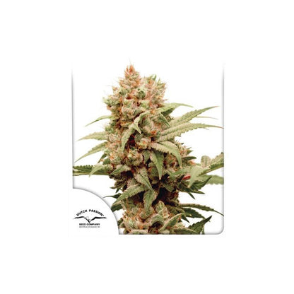 CBG-Force (Dutch Passion) feminisiert Cannabis Samen von Dutch Passion