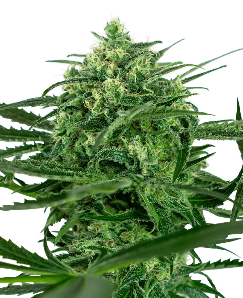 Sensi Amnesia (Sensi Seeds) feminisiert Cannabis Samen von Sensi Seeds