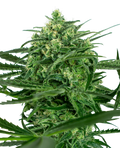Sensi Amnesia (Sensi Seeds) feminisiert Cannabis Samen von Sensi Seeds