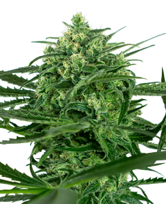Sensi Amnesia (Sensi Seeds) feminisiert Cannabis Samen von Sensi Seeds