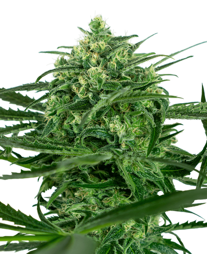 Sensi Amnesia (Sensi Seeds) feminisiert Cannabis Samen von Sensi Seeds