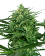Sensi Amnesia (Sensi Seeds) feminisiert