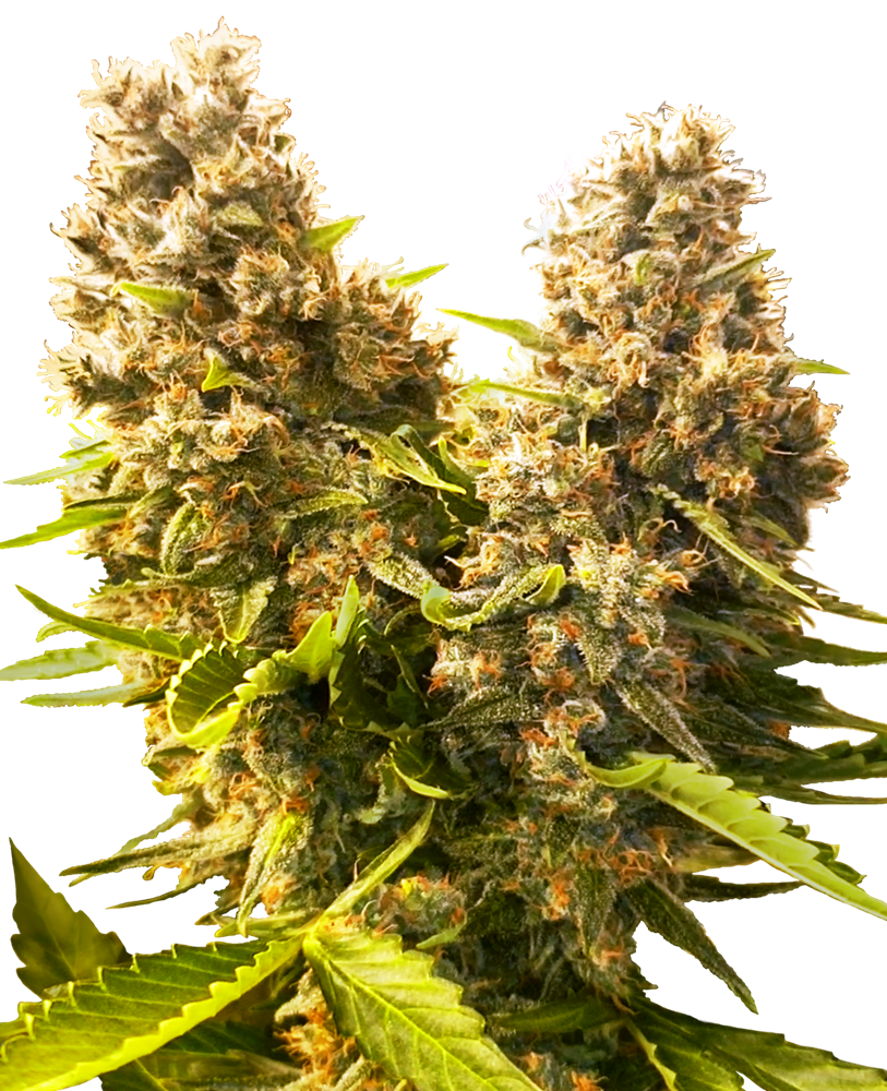 Banana Kush Cake Auto (Sensi Seeds) Cannabis Samen von Sensi Seeds