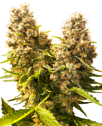 Banana Kush Cake Auto (Sensi Seeds) Cannabis Samen von Sensi Seeds