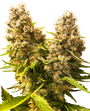 Banana Kush Cake Auto (Sensi Seeds)