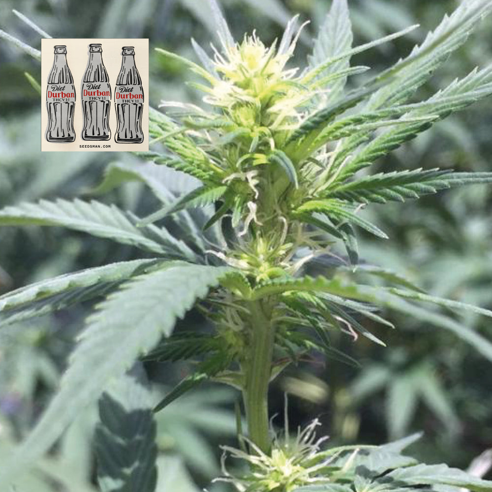 Diet Durban THCV 1:1 (Seedsman) feminisiert Cannabis Samen von Seedsman