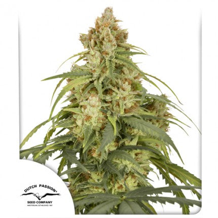CBD-Victory Auto (Dutch Passion) Cannabis Samen von Dutch Passion