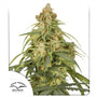 CBD-Victory Auto (Dutch Passion)