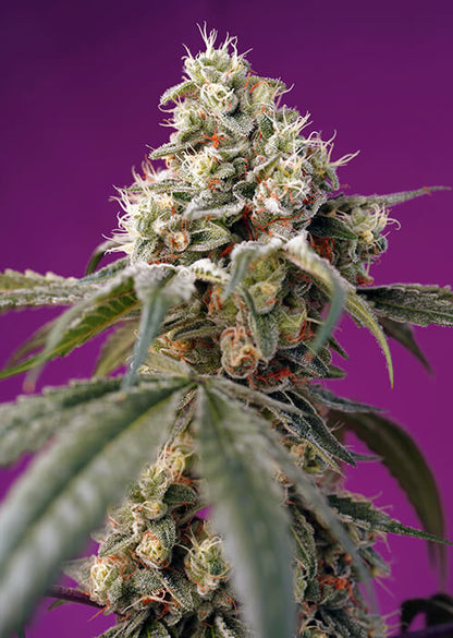 Bruce Banner Auto (Sweet Seeds) Cannabis Samen von Sweet Seeds