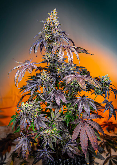 Red Gorilla Girl XL Auto (Sweet Seeds) Cannabis Samen von Sweet Seeds