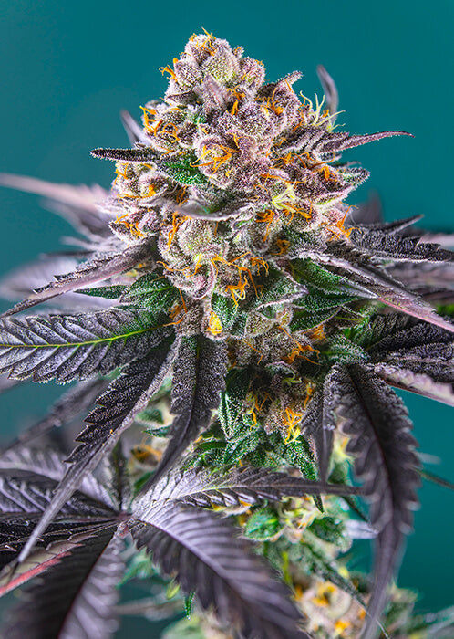 Red Strawberry Banana Auto (Sweet Seeds) Cannabis Samen von Sweet Seeds