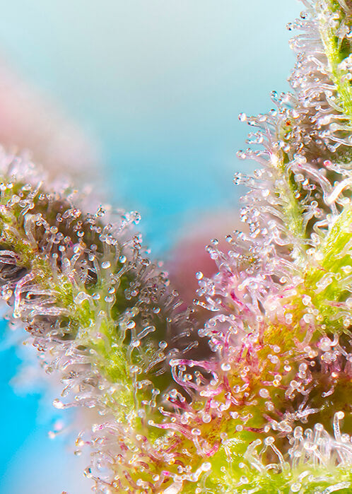 Purple Punch OG (Sweet Seeds) feminisiert Cannabis Samen von Sweet Seeds
