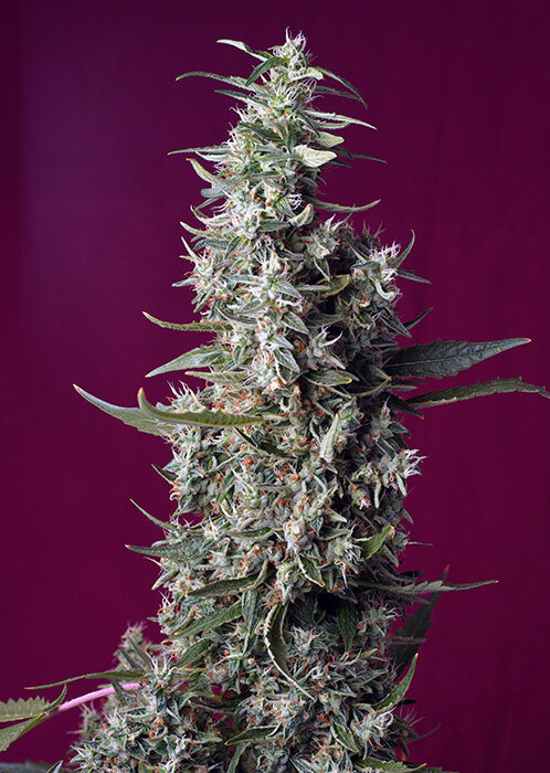 Sweet Cherry Pie (Sweet Seeds) feminisiert Cannabis Samen von Sweet Seeds