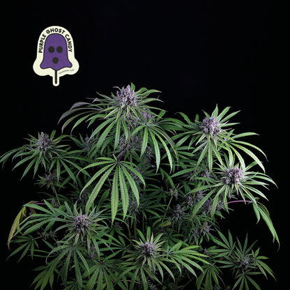 Purple Ghost Candy (Seedsman) feminisiert Cannabis Samen von Seedsman