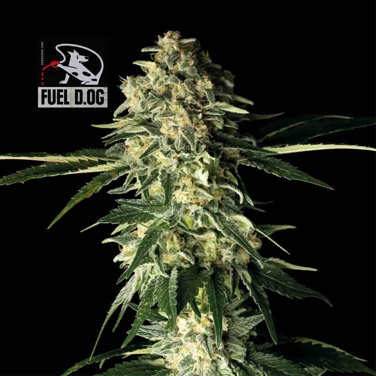 Fuel D.OG (Seedsman) feminisiert Cannabis Samen von Seedsman