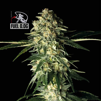 Fuel D.OG (Seedsman) feminisiert Cannabis Samen von Seedsman