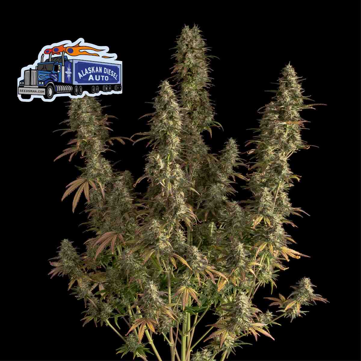 Alaskan Diesel Auto (Seedsman) Cannabis Samen von Seedsman