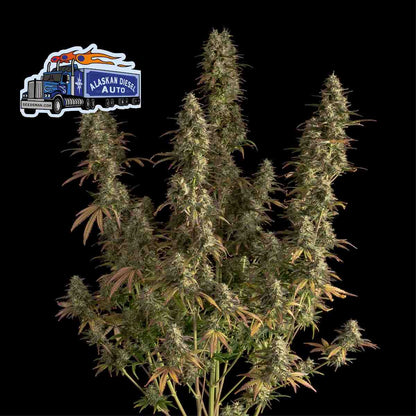 Alaskan Diesel Auto (Seedsman) Cannabis Samen von Seedsman