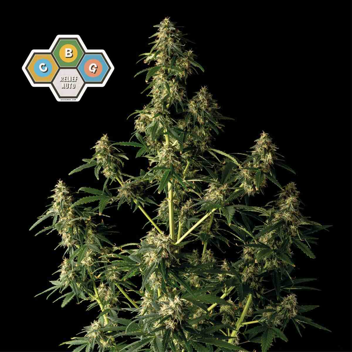 CBG Relief Auto (Seedsman) Cannabis Samen von Seedsman