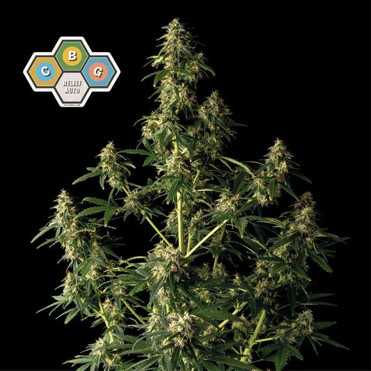CBG Relief Auto (Seedsman) Cannabis Samen von Seedsman