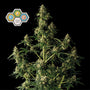 CBG Relief Auto (Seedsman)