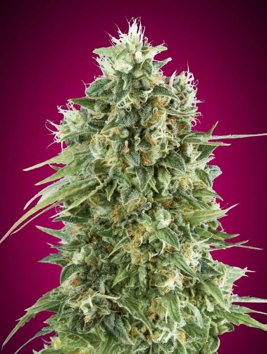 Bubble Gum CBD (00 Seeds) feminisiert Cannabis Samen von 00 Seeds