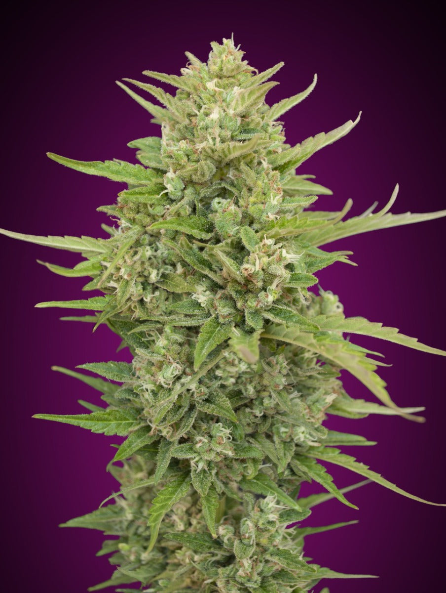 Super Skunk Auto (00 Seeds) Cannabis Samen von 00 Seeds