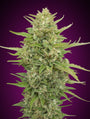 Super Skunk Auto (00 Seeds)