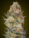 Sweet Critical CBD (00 Seeds) feminisiert Cannabis Samen von 00 Seeds
