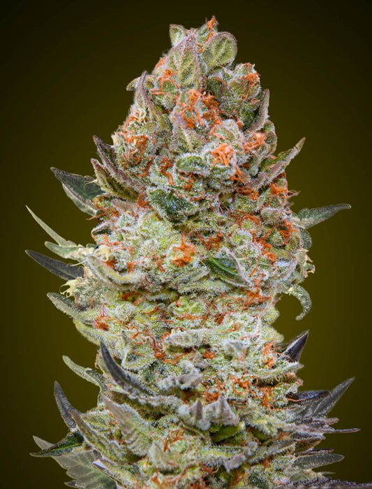 Sweet Critical CBD (00 Seeds) feminisiert Cannabis Samen von 00 Seeds