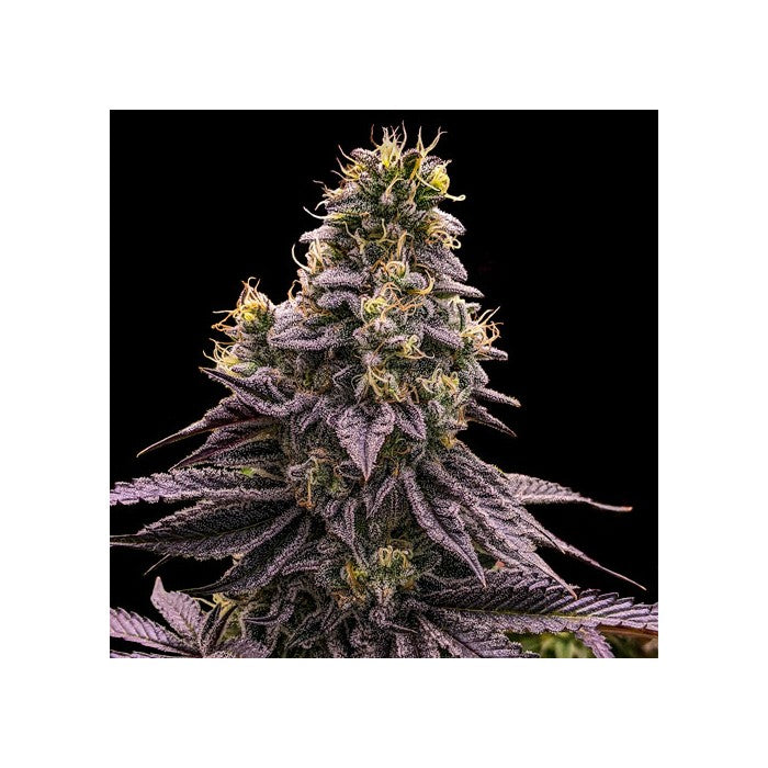 Zombie Bride (Ripper Seeds) feminisiert Cannabis Samen von Ripper Seeds