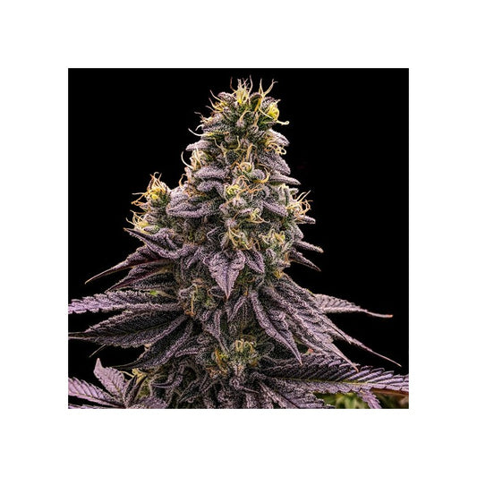Zombie Bride (Ripper Seeds) feminisiert Cannabis Samen von Ripper Seeds