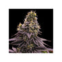 Zombie Bride (Ripper Seeds) feminisiert