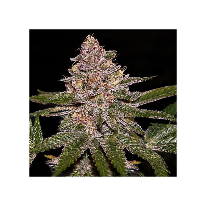 Radical Juice Auto (Ripper Seeds) Cannabis Samen von Ripper Seeds