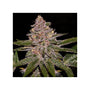 Radical Juice (Ripper Seeds) feminisiert