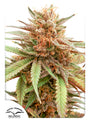 Durban Dew (Dutch Passion) feminisiert