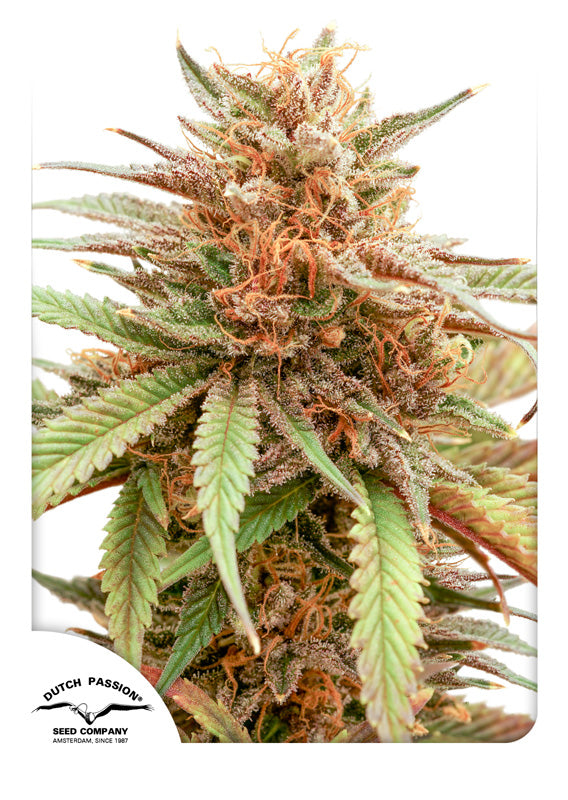 Durban Dew (Dutch Passion) feminisiert Cannabis Samen von Dutch Passion