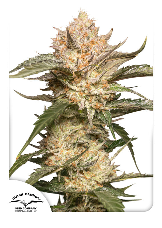 Trichome & Cream Auto (Dutch Passion) Cannabis Samen von Dutch Passion