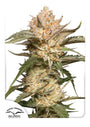 Trichome & Cream Auto (Dutch Passion)
