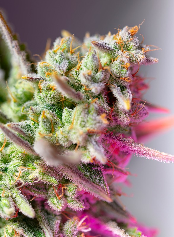 Sweet Mimosa XL Auto (Sweet Seeds) Cannabis Samen von Sweet Seeds