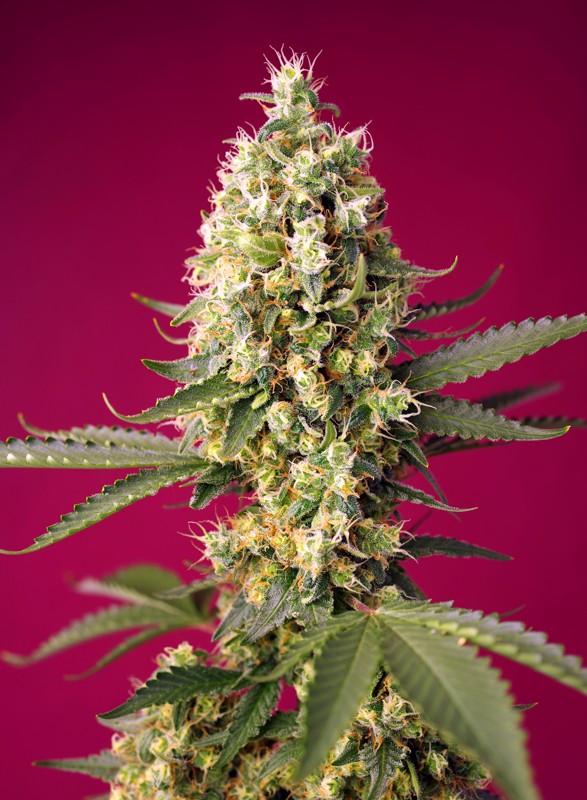 Skywalker OG Runtz XL Auto (Sweet Seeds) Cannabis Samen von Sweet Seeds
