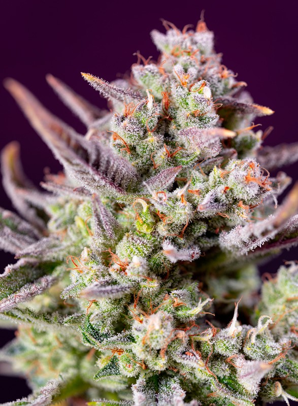 Sweet Zenzation XL Auto (Sweet Seeds) Cannabis Samen von Sweet Seeds