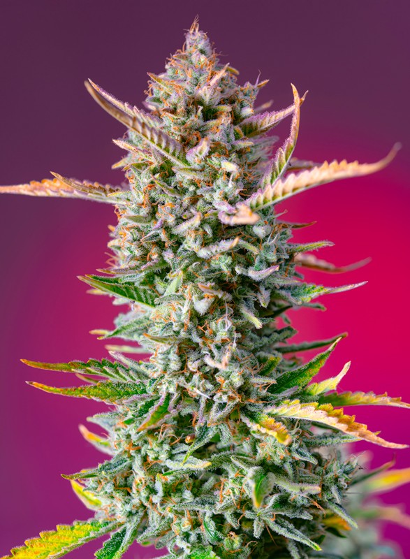 Gorilla Sherbet F1 FAST (Sweet Seeds) feminisiert Cannabis Samen von Sweet Seeds