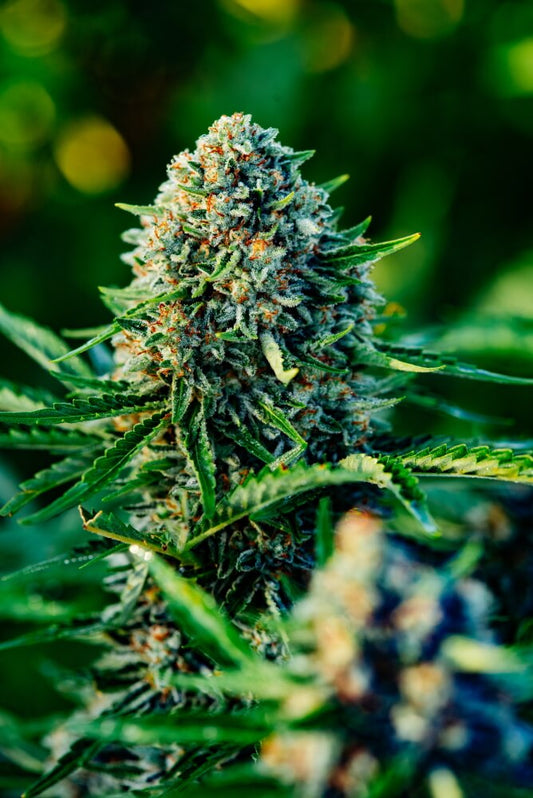 Gummibears Auto (Atlas Seed) autoflowering Cannabis Samen von Atlas Seed